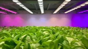 Hydroponics Growing Systems