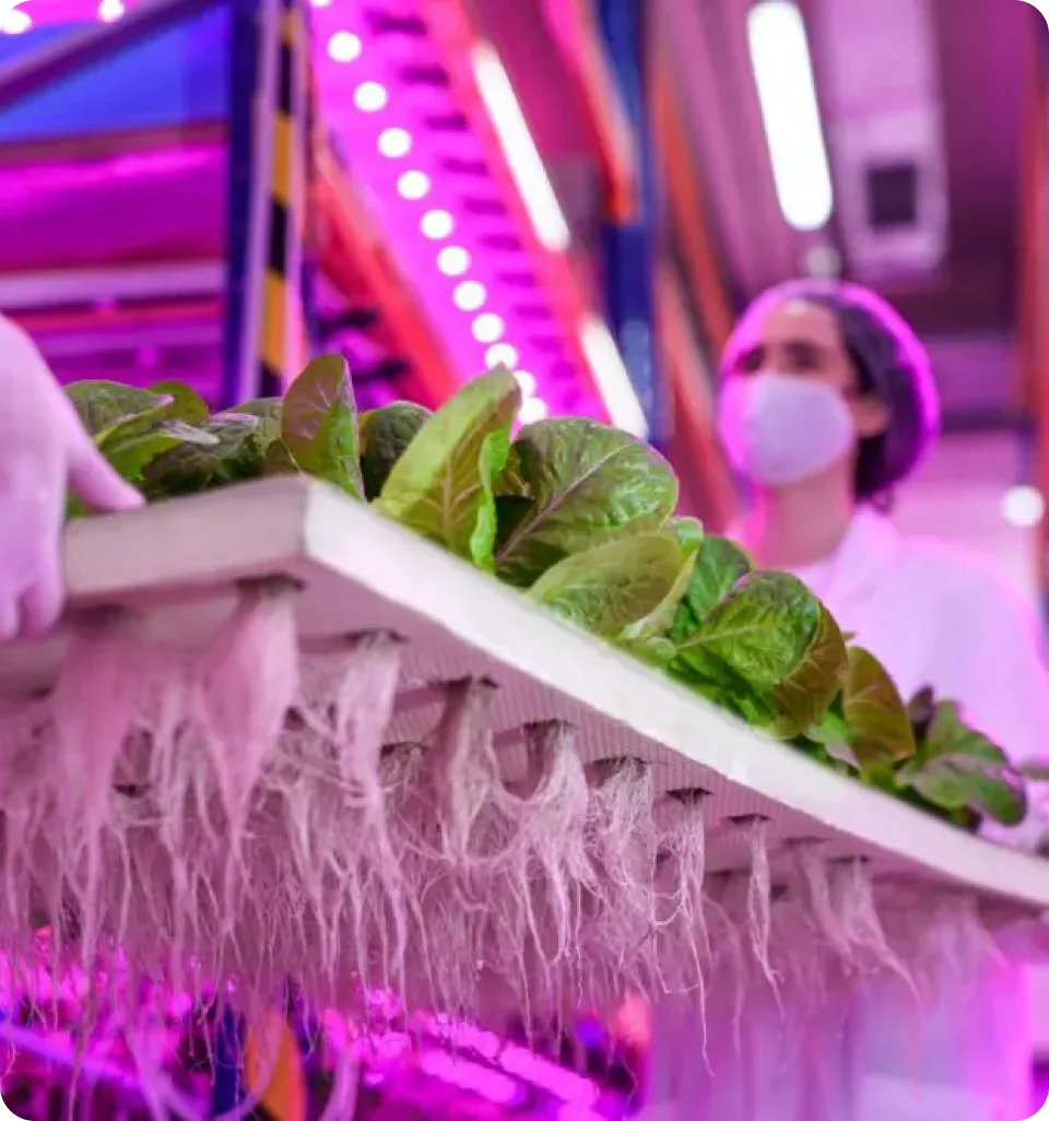 hydroponic-food- production