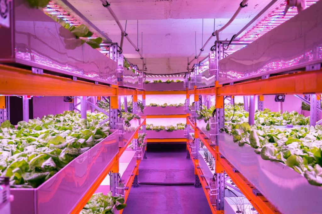 IS HYDROPONICS THE FUTURE OF FARMING - Nutraponics