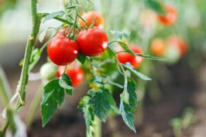 Growing Tomatoes Hydroponically, Nutraponics