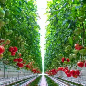 Hydroponic-Tomatoes