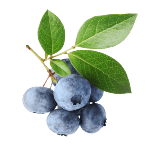 blueberry-011-removebg-preview