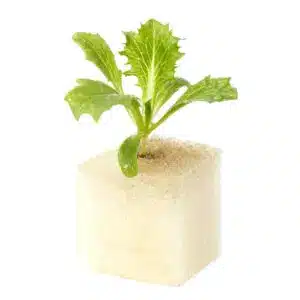 Baby of fily iceberg lettuce