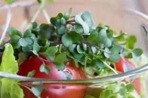 Hydroponics Growing Systems Aeroponic Towers: The Smartest Way to Grow at Home
