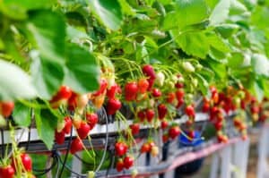 hydroponic gardening