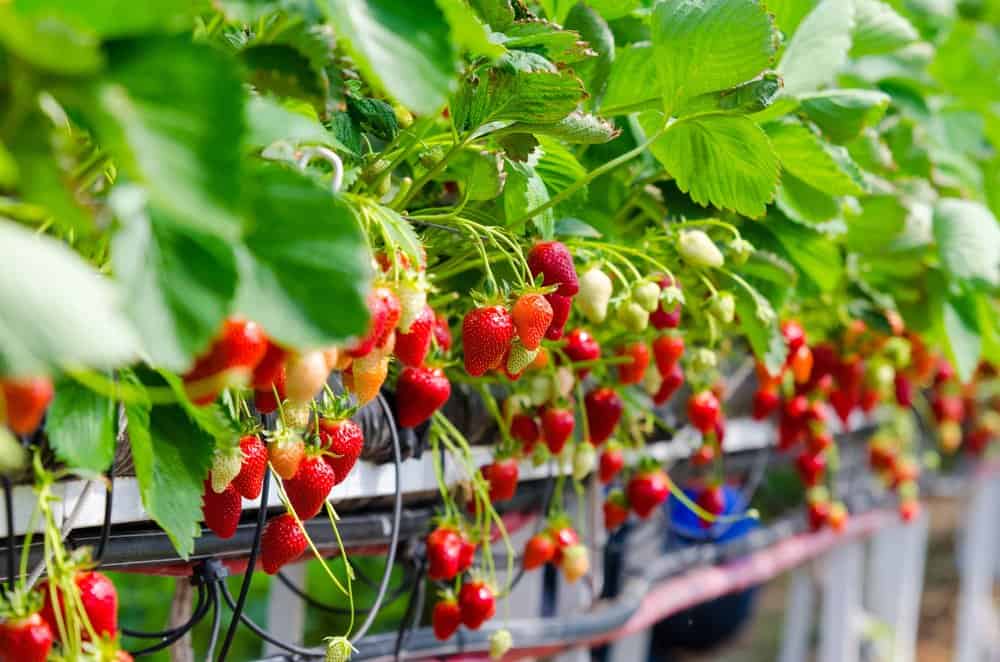 hydroponic gardening