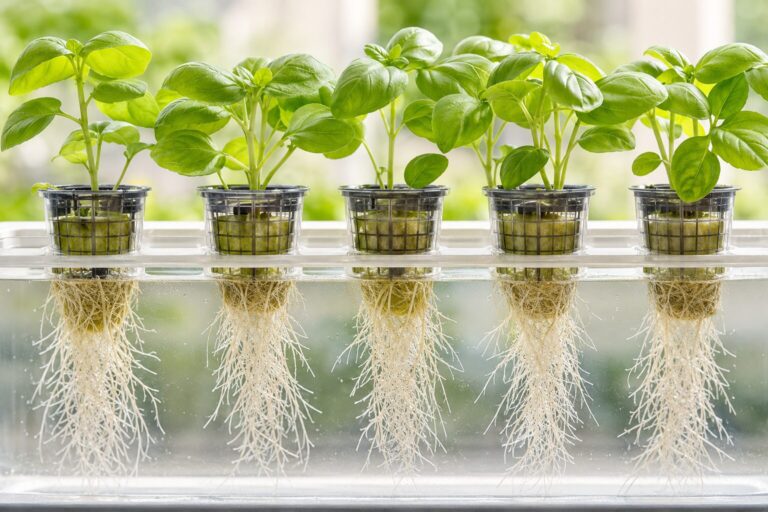 Young seedlings with developing roots in an open hydroponic system.