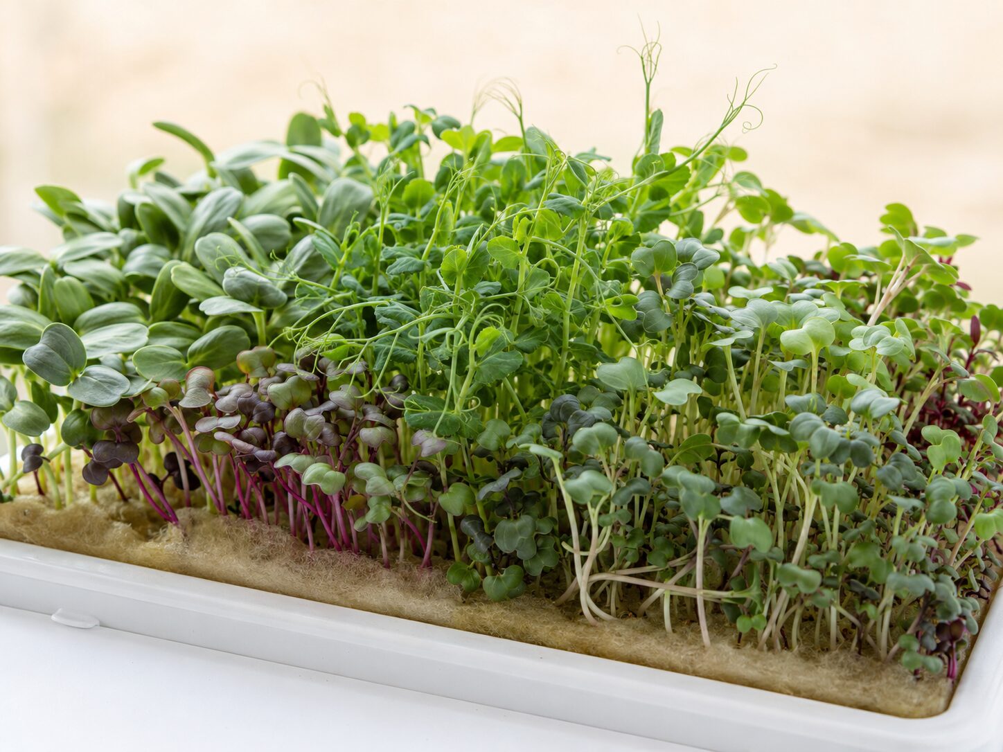 Hydroponics Growing Systems