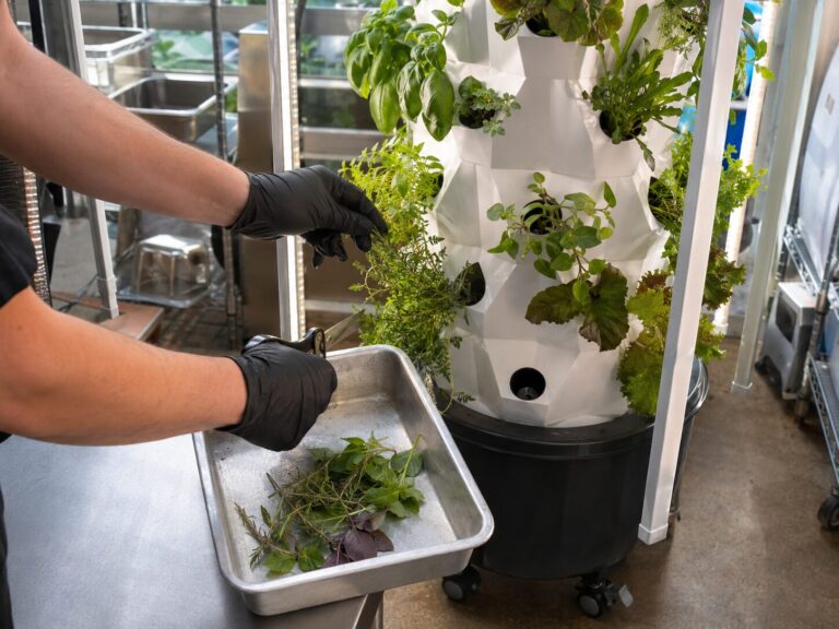Harvesting herbs beside an LED-lit hydroponic tower