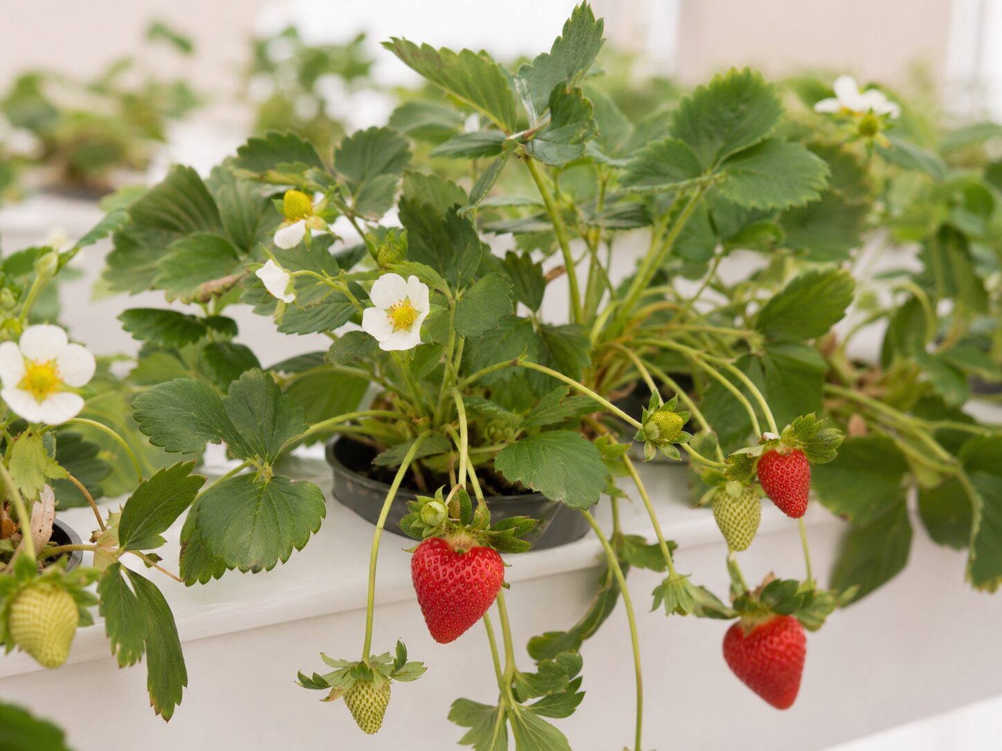 Hydroponics Growing Systems