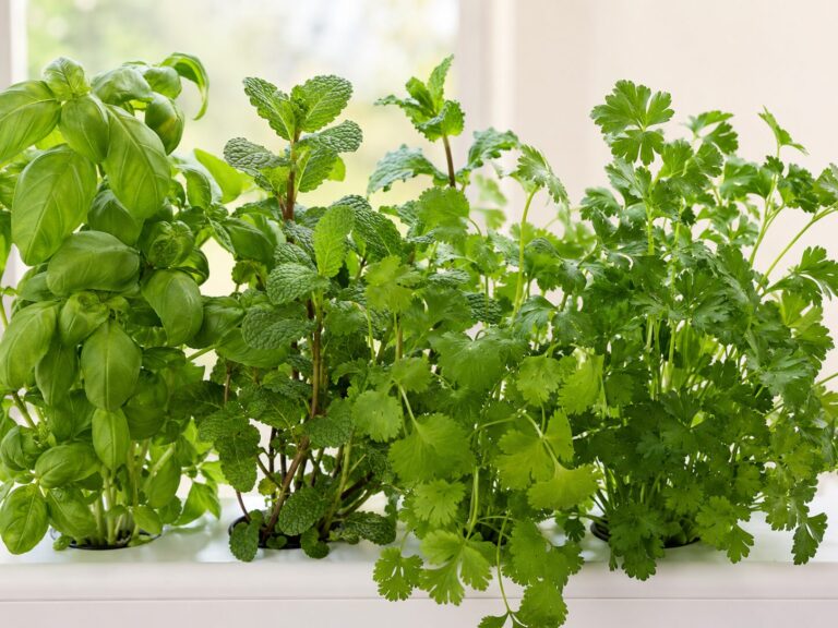 Hydroponic basil, mint, cilantro and parsley.