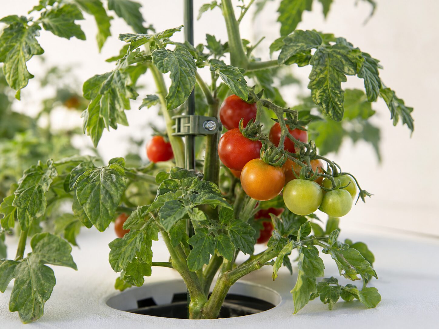 Hydroponics Growing Systems