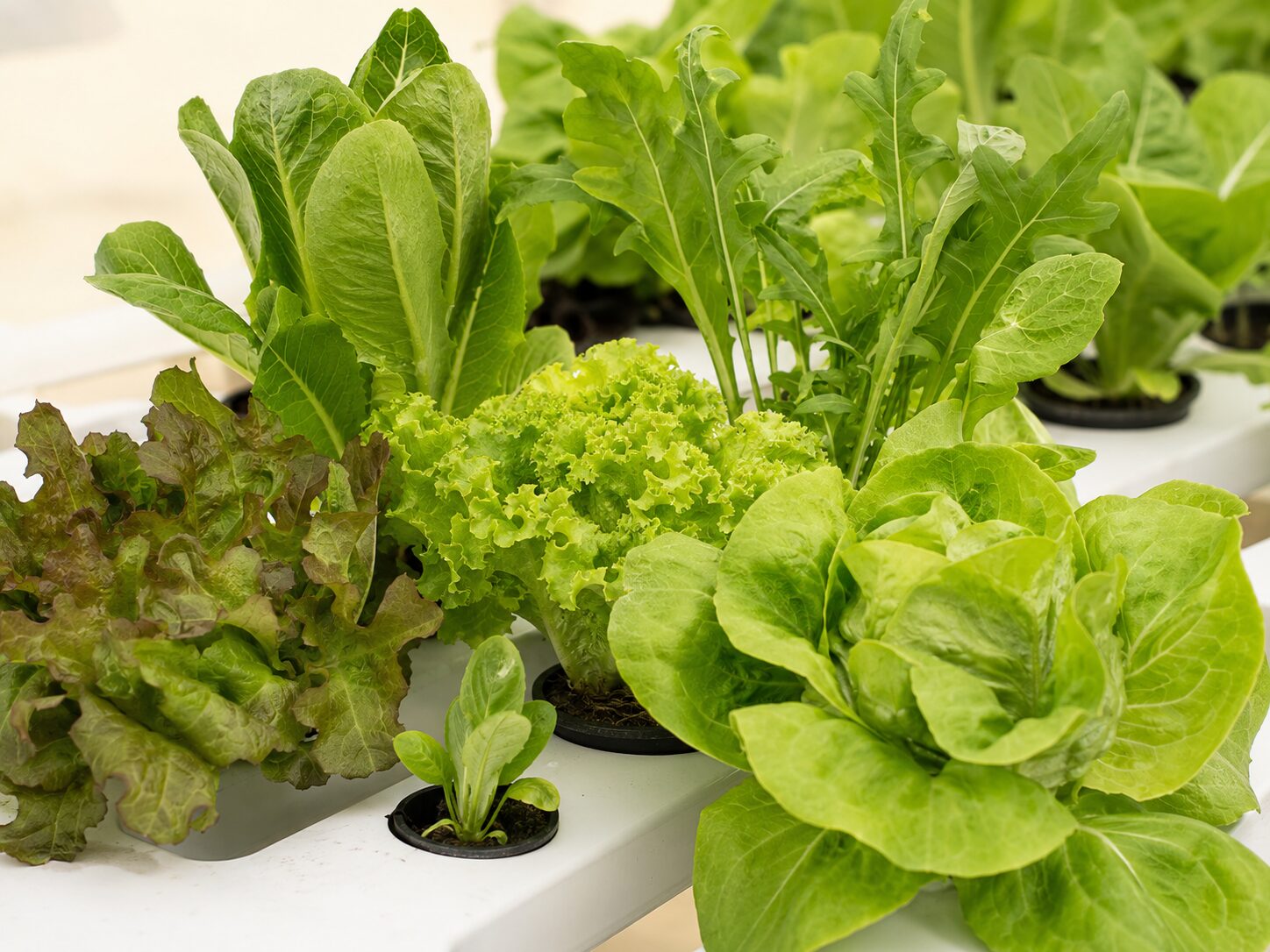 Hydroponics Growing Systems