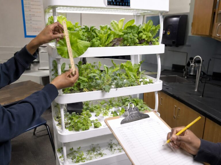 Measuring lettuce growth beside a hydroponic grow shelf