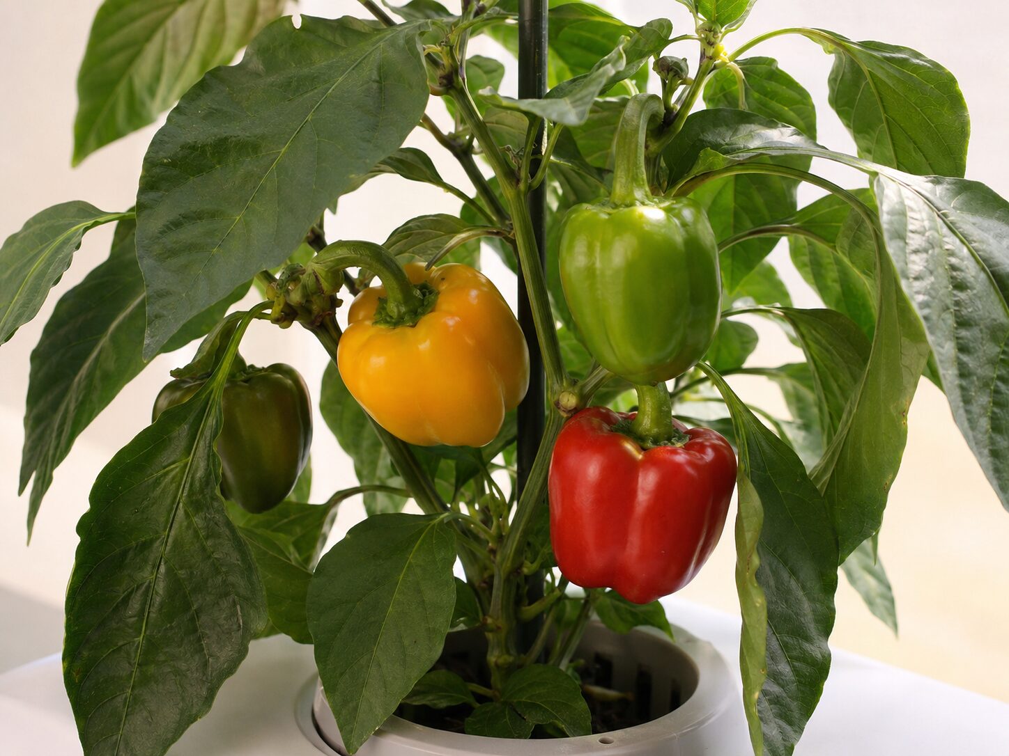 Hydroponics Growing Systems