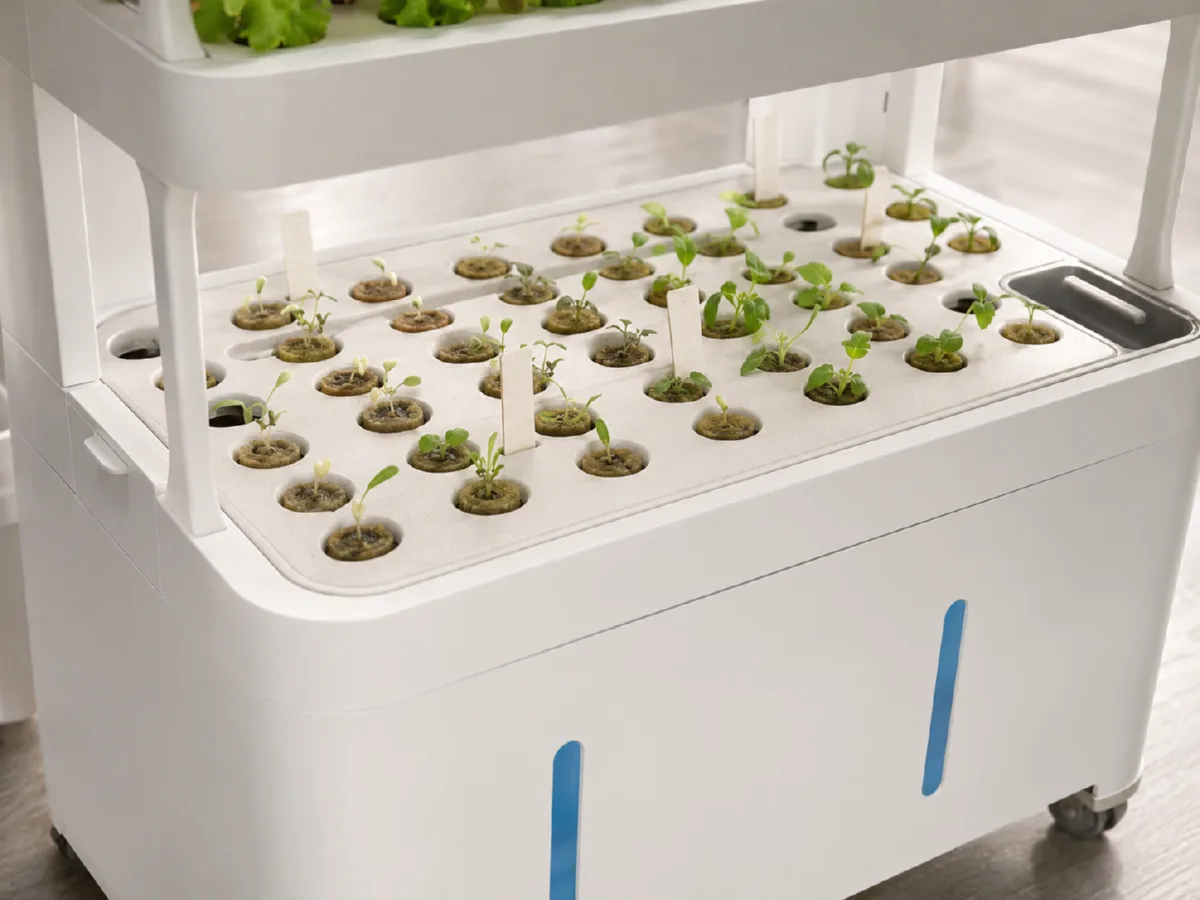 Seedlings starting in a hydroponic germination tray
