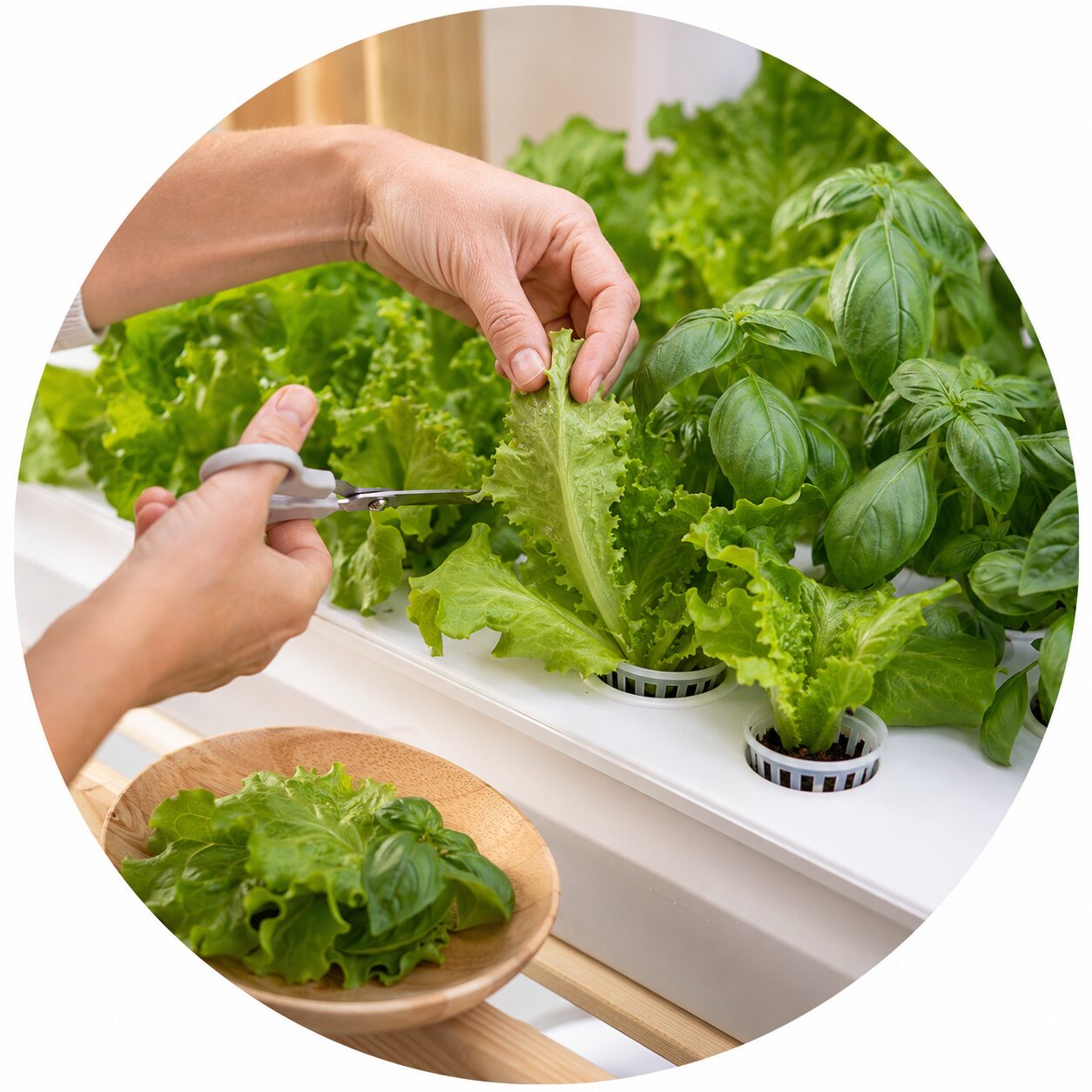 Hydroponics Growing Systems