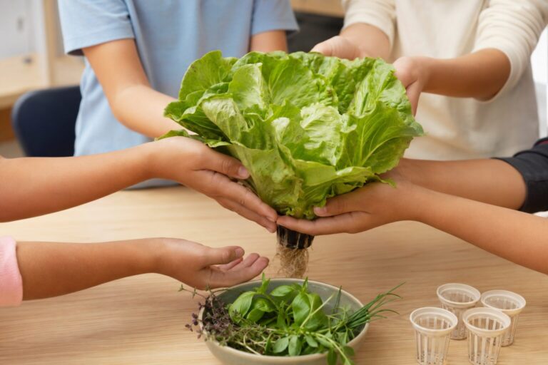Shared harvest of hydroponic lettuce in a classroom