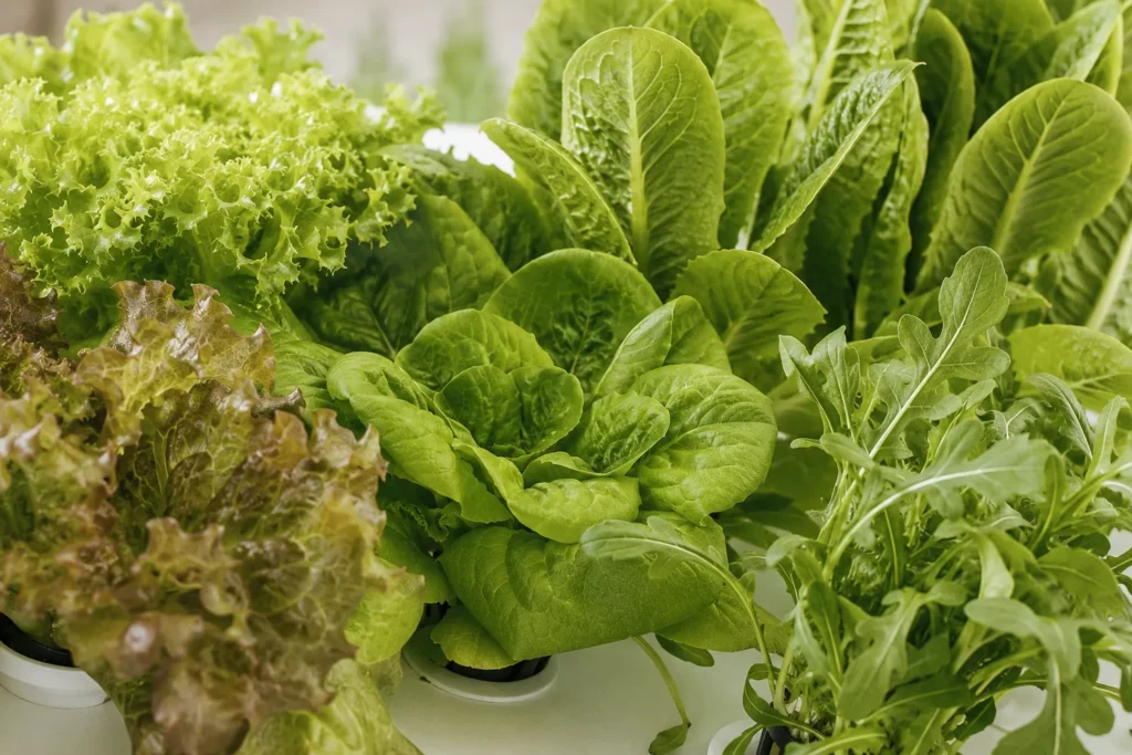 Fresh leafy greens growing hydroponically.