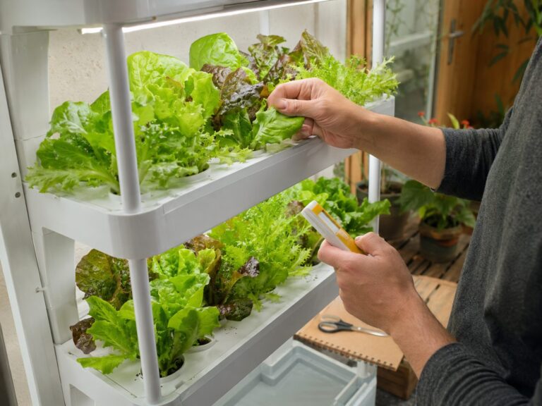 Grower checking healthy greens on a hydroponic shelf system