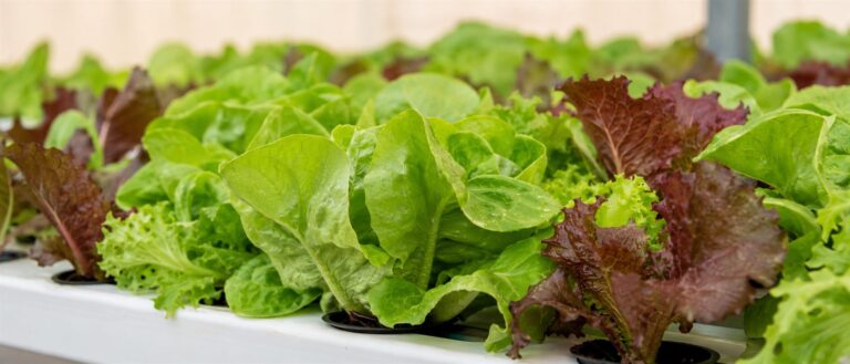 Close-up of fresh red and green lettuce growing in a hydroponic tray.