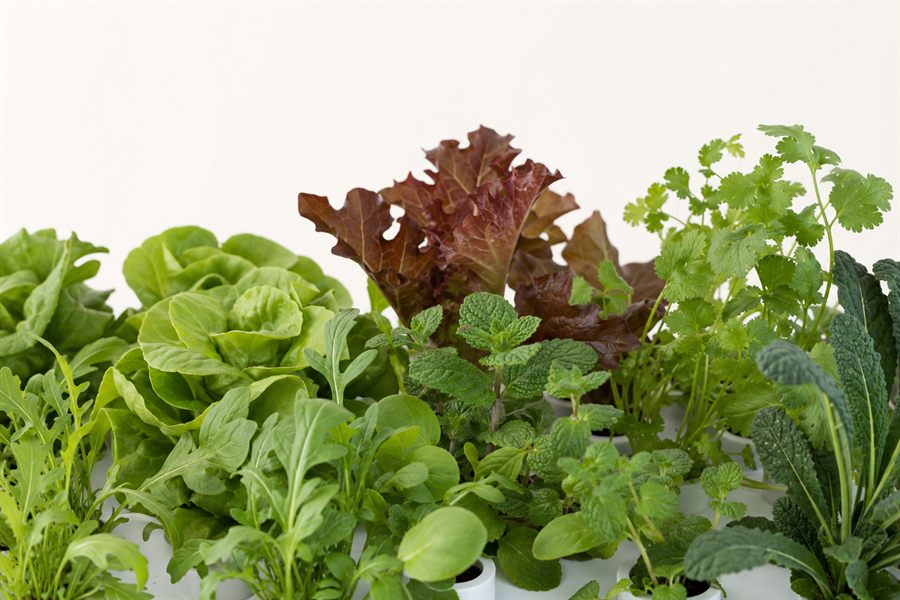Natural variety of greens in a Nutraponics hydroponic canopy