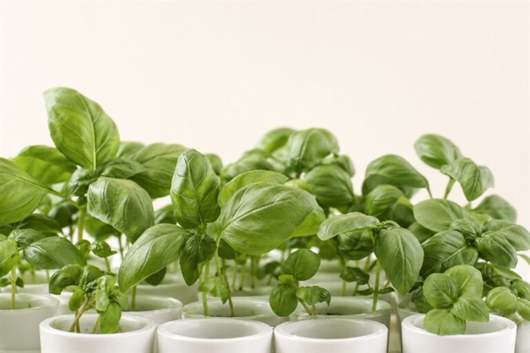 Hydroponic Genovese basil seedlings.