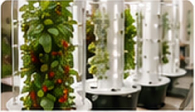Multiple Nutraponics hydroponic towers growing in a school.