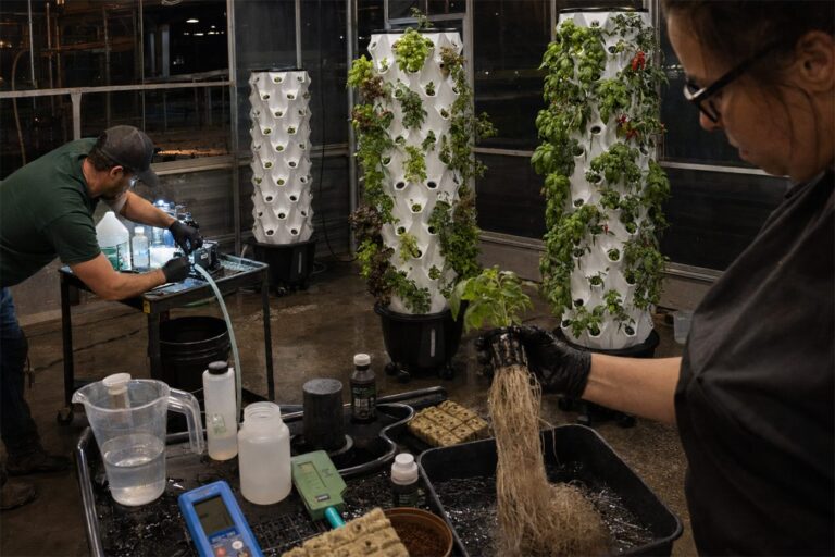 A grower checking roots under greenhouse grow lights.