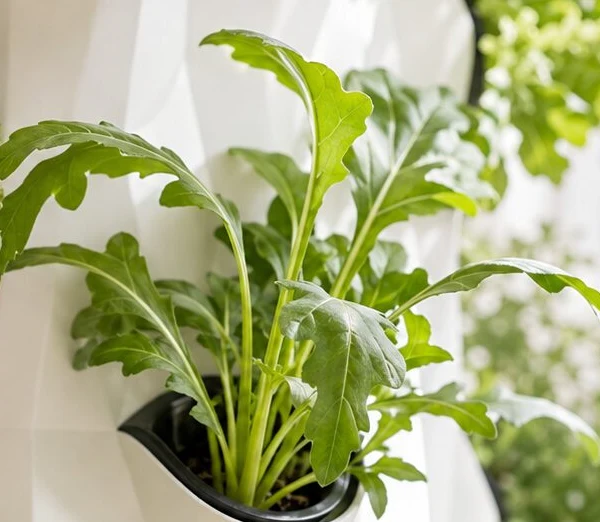 Arugula growing indoors