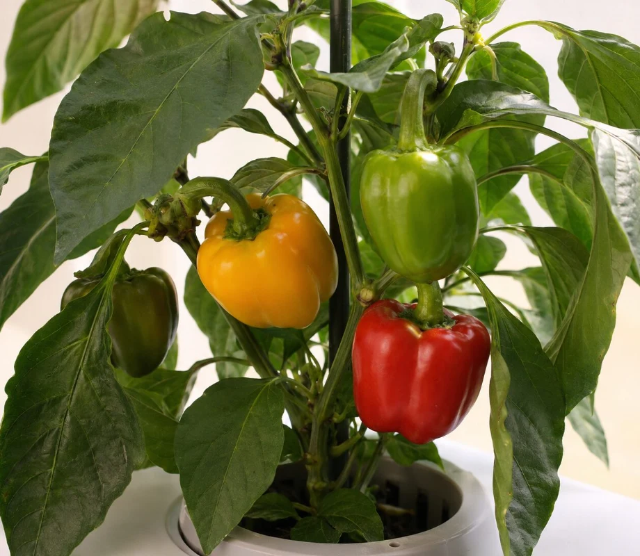 Bell Peppers growing indoors