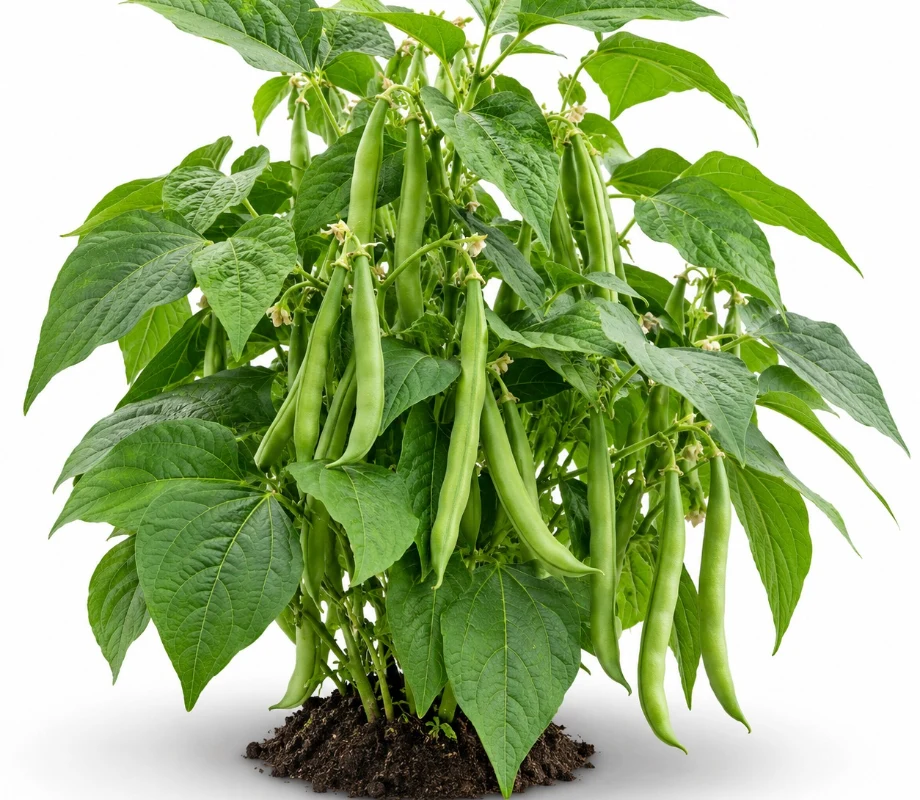 Bush Beans growing indoors