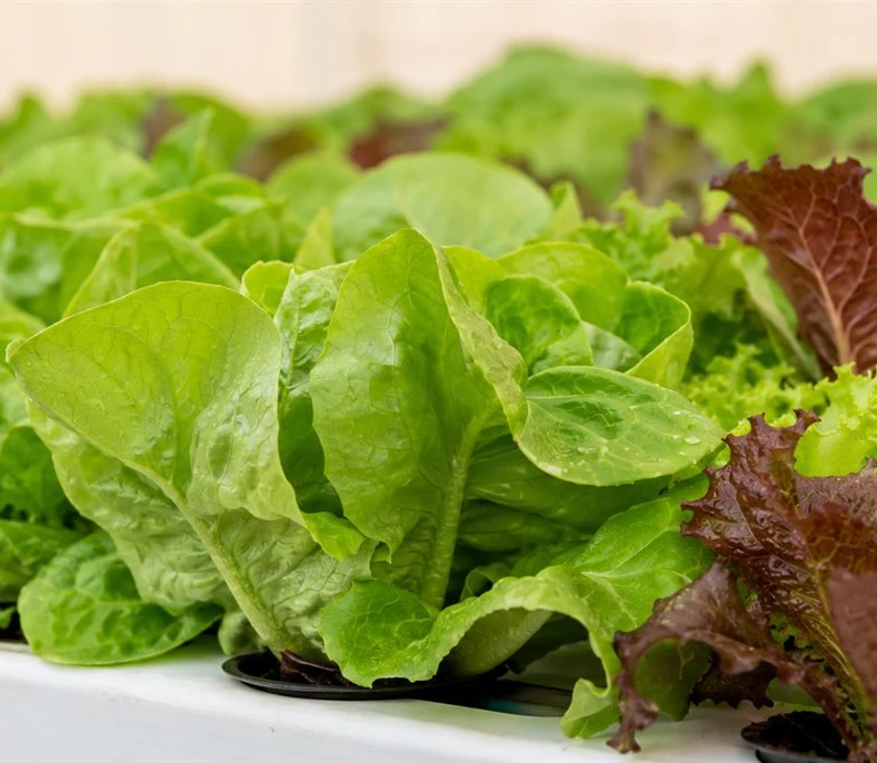Butterhead Lettuce growing indoors