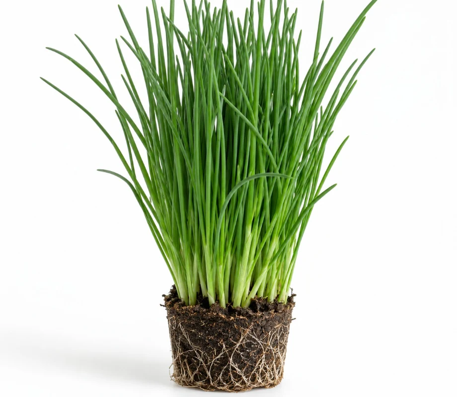 Chives growing indoors