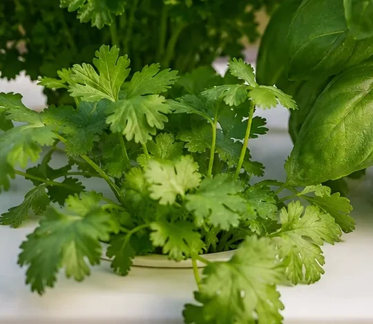 Cilantro growing indoors