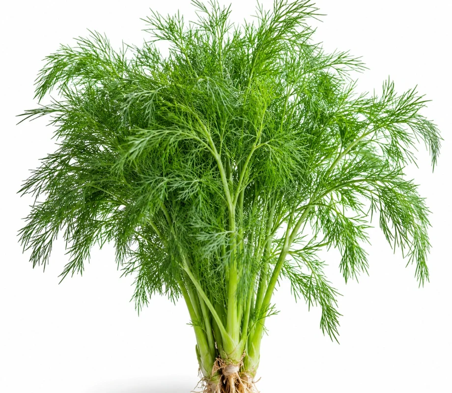 Dill growing indoors