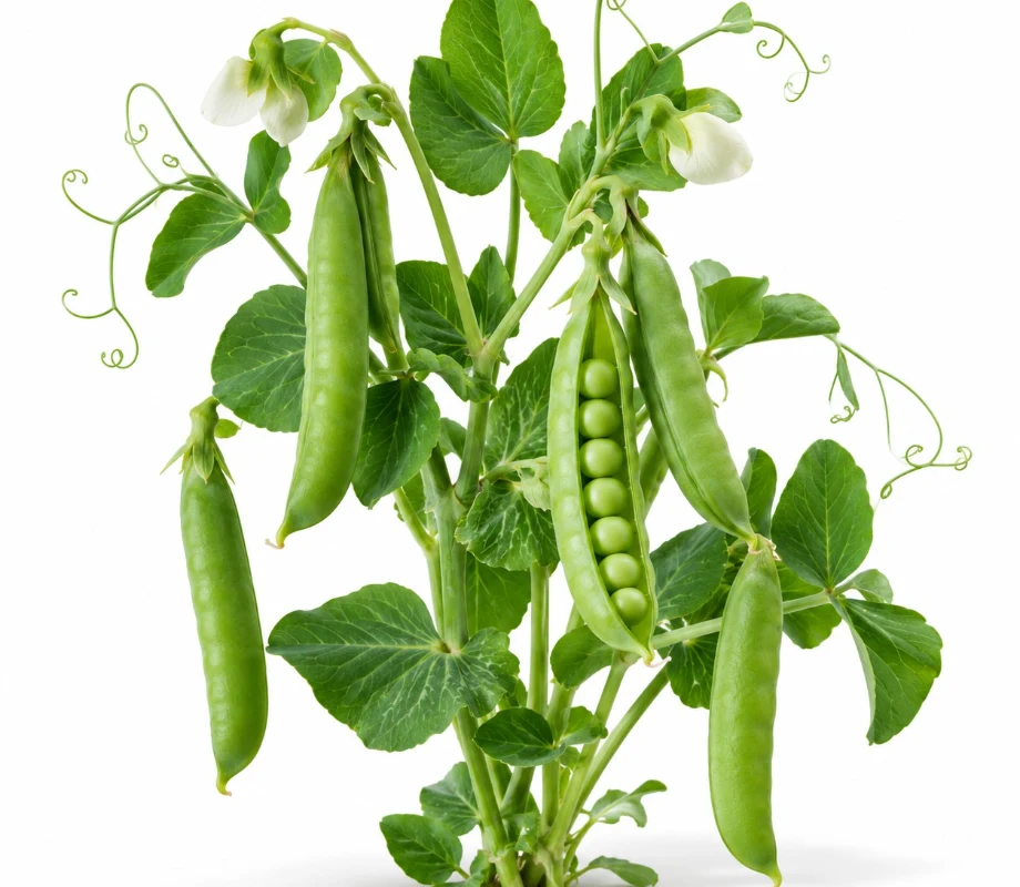 Green Peas growing indoors