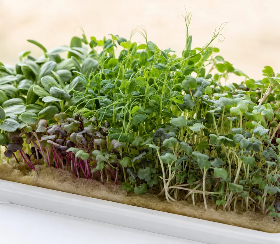 Microgreens growing indoors