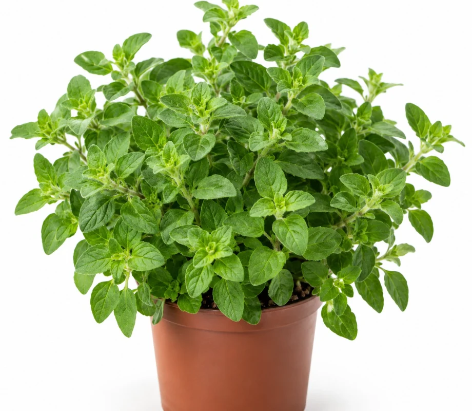 Oregano growing indoors