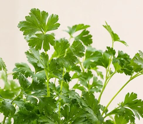 Parsley growing indoors