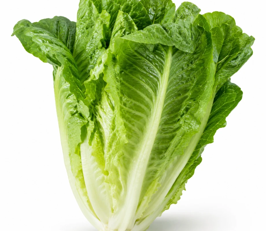 Romaine Lettuce growing indoors