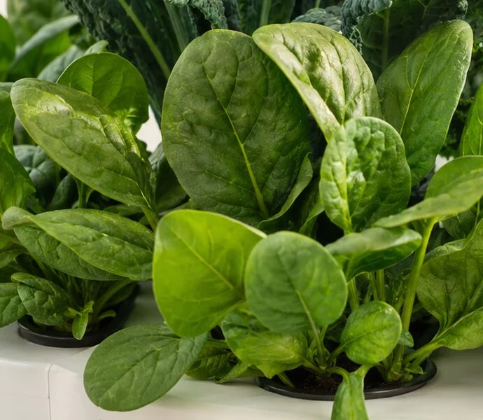 Spinach growing indoors