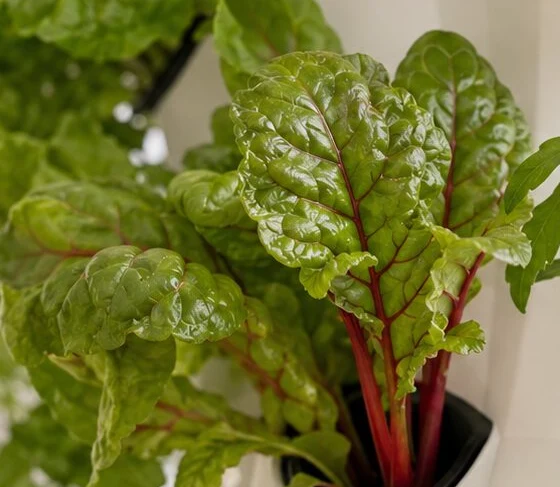 Swiss Chard growing indoors