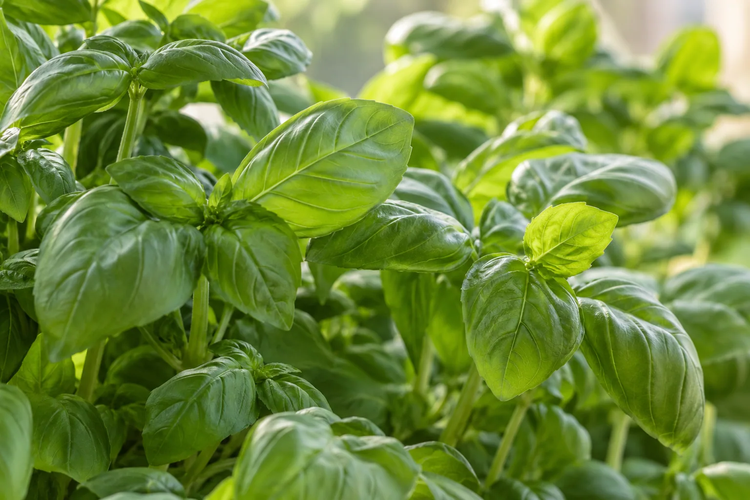 Basil growing indoors