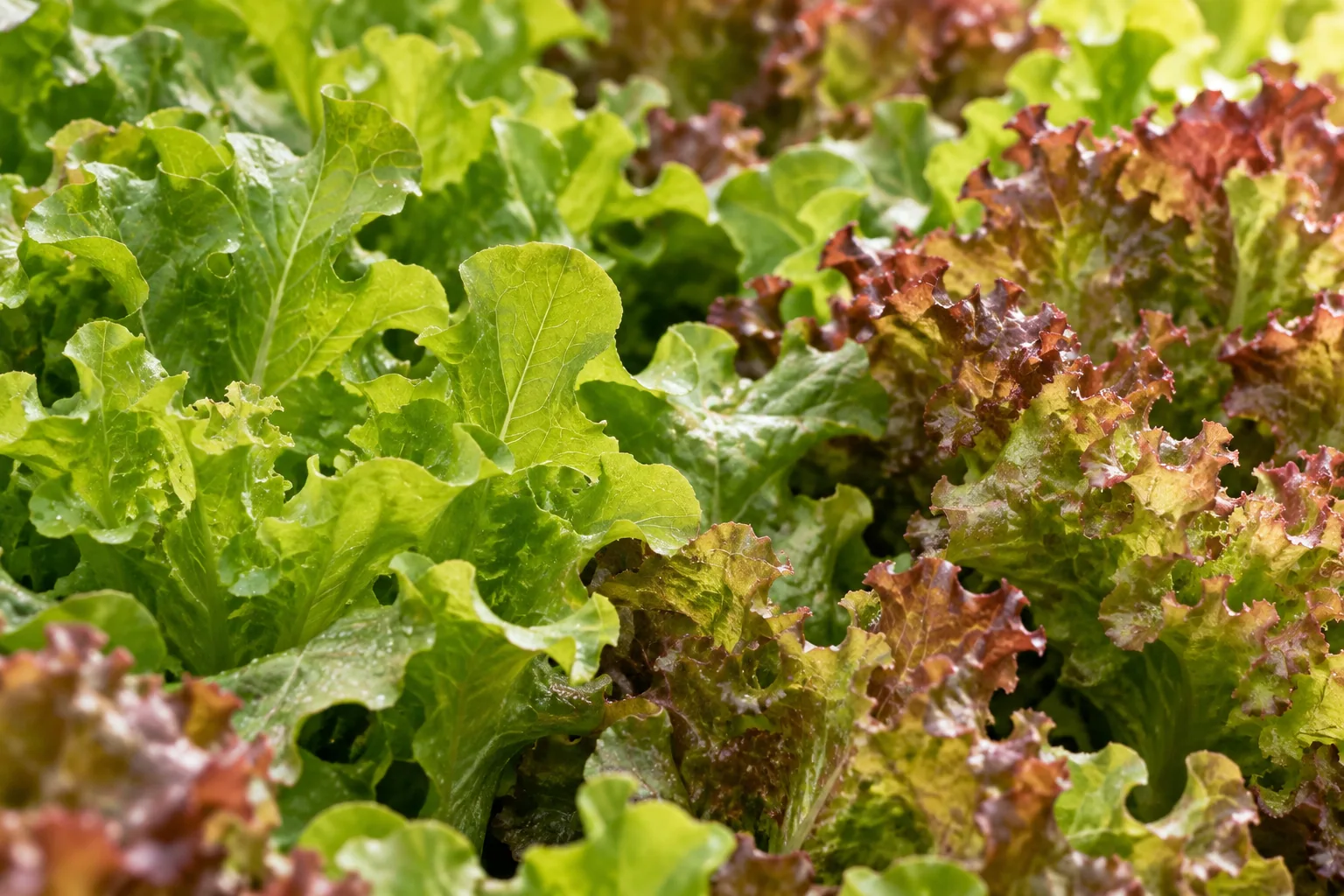 Fresh lettuce leaves