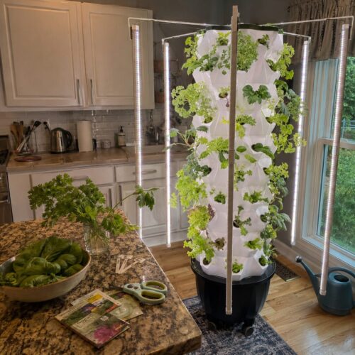 Fresh herbs growing in a kitchen hydroponic tower