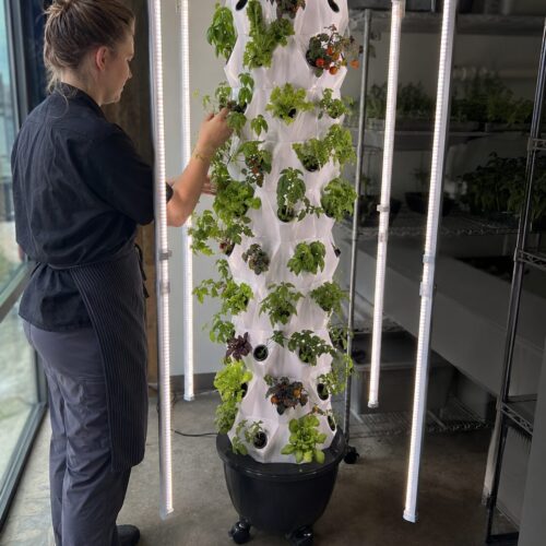 Grower checking plants in a restaurant growing corner