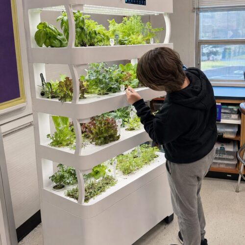 Student examining labelled plants on a classroom grow shelf